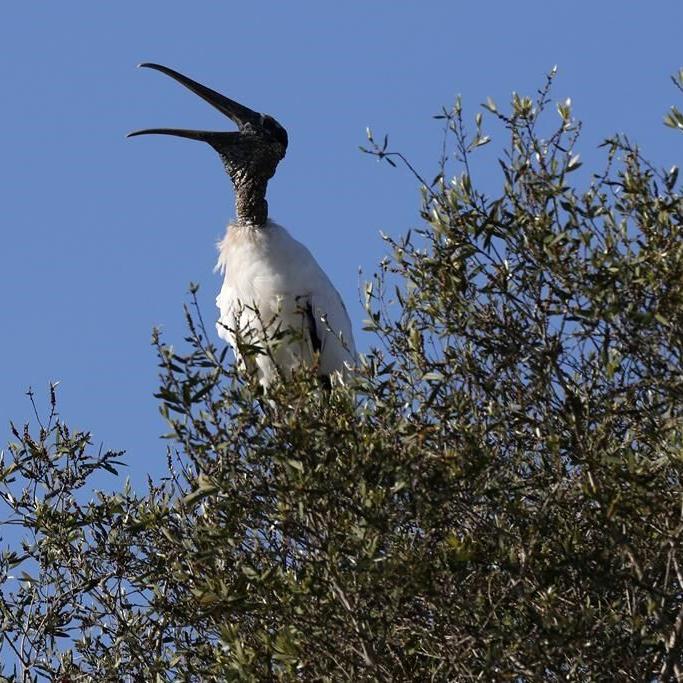 US proposes removing wood stork from endangered species list
